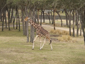 giraffe_eyes.jpeg