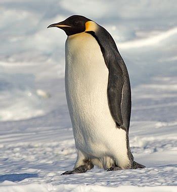 penguin.jpeg
